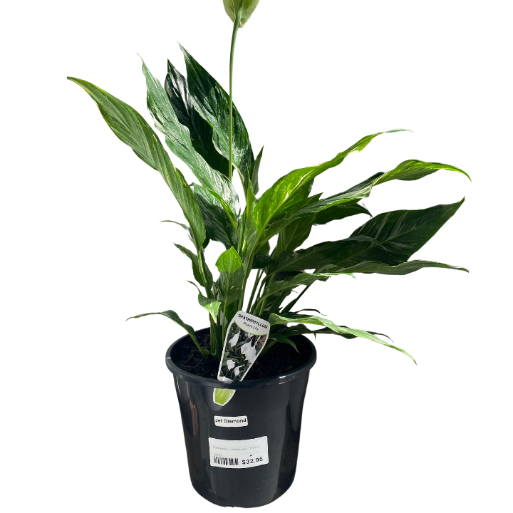 Spathiphyllum Jet Diamond - 200mm