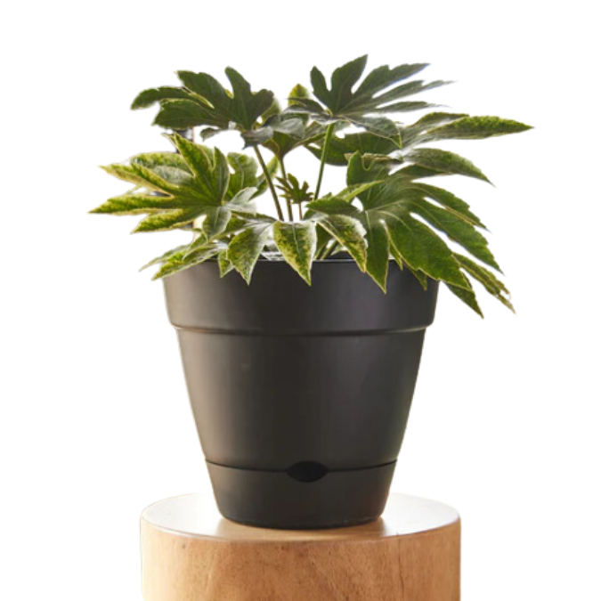 Leonard Self Watering Pot