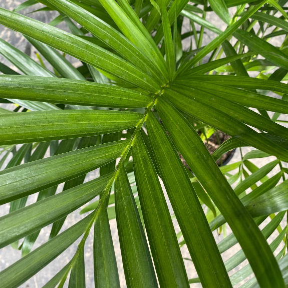 Palm Cascade Chamaedorea cataractarum