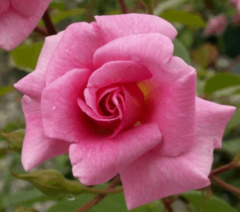 Rose 6ft Weeping 'Pink' - 250mm