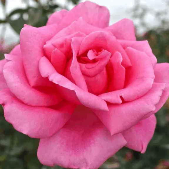 Rose 2ft Standard 'Perfume Delight' - 200mm