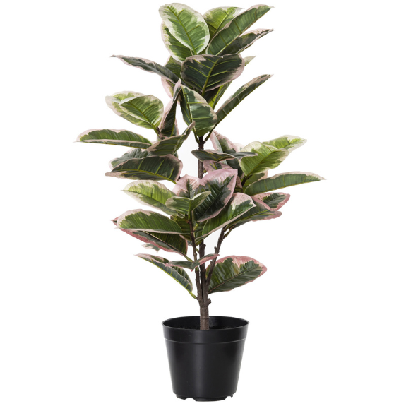 Ficus elastica 'Tineke' - 200mm