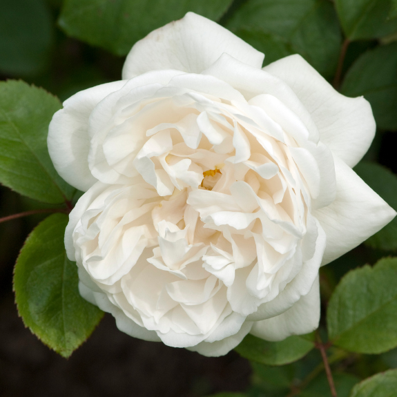 Winchester Cathedral Bush Rose - 200mm (2022)