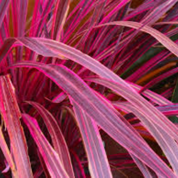 Cordyline  "Pink Passion" - 200mm