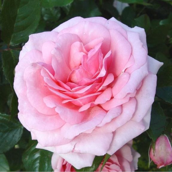 Radox Bouquet Bush Rose - 200mm