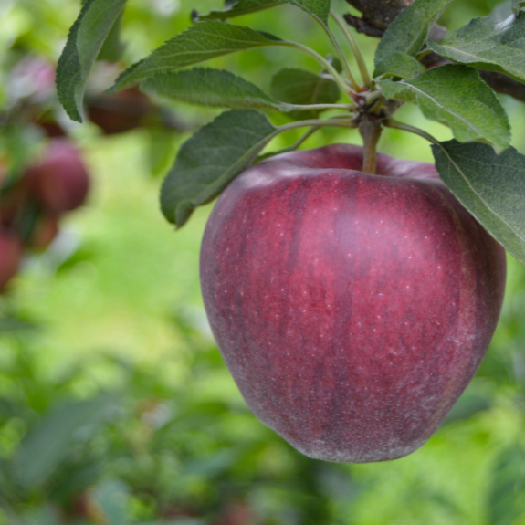 Apple 2 Way - 'Gala' - 'Red Delicious' - Potted 300mm