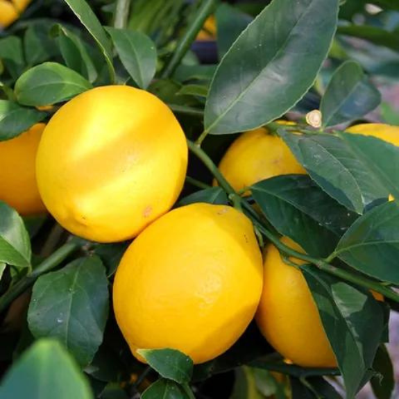 Citrus Lemon Meyer Dwarf 'Lemonicious' - 250mm