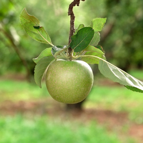 Apple 2 Way - 'Golden Delicious' - 'Granny Smith' - Potted 300mm