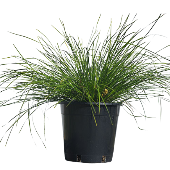 Lomandra Longifolia - 140mm – All Green