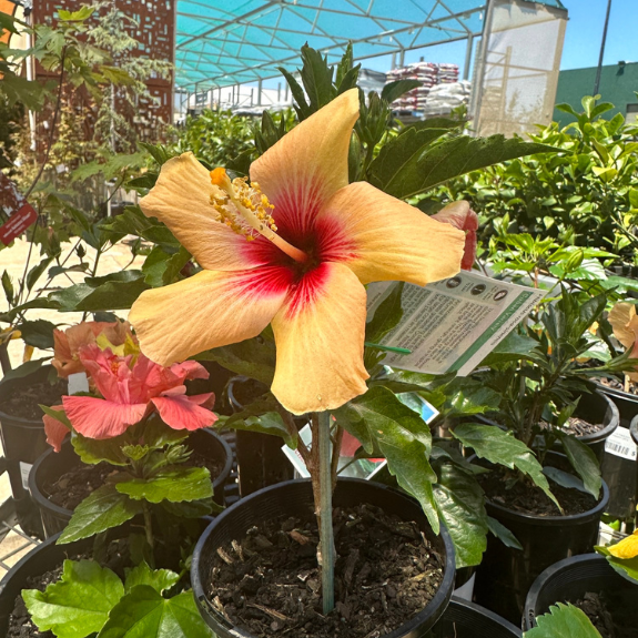 Hibiscus Rosa-Sinensis "Cuban" - 140mm