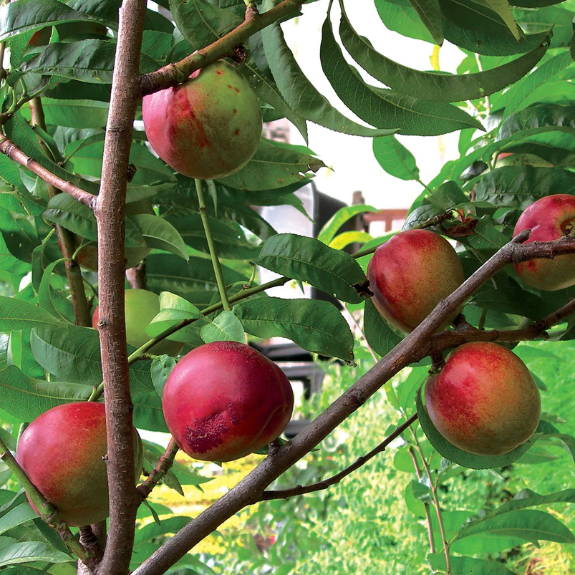 Nectarine 'Goldmine'  - Potted 250mm