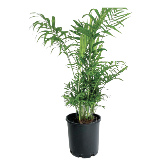 Palm Parlour Chamaedorea Elegans - 250mm Pot