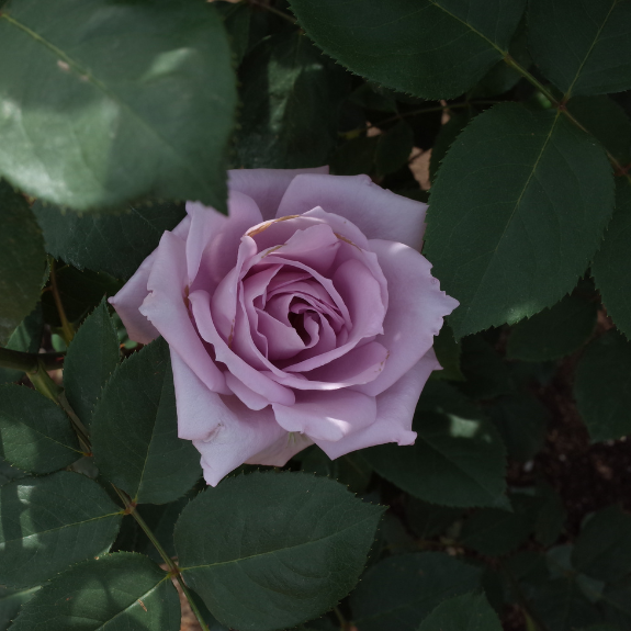Blue Moon Bush Rose - 200mm