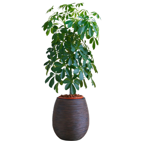 Schefflera arboricola (Umbrella Plant)