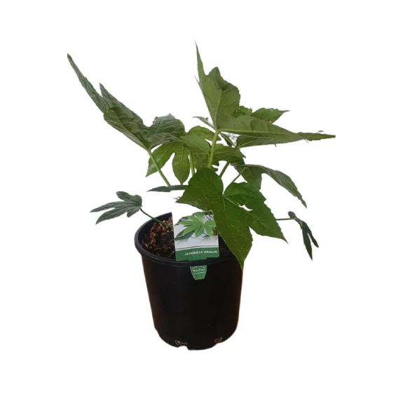 Fatsia japonica (Aralia) - 250mm Pot